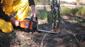 How Our Tree Care Process Works  in Shiner, TX